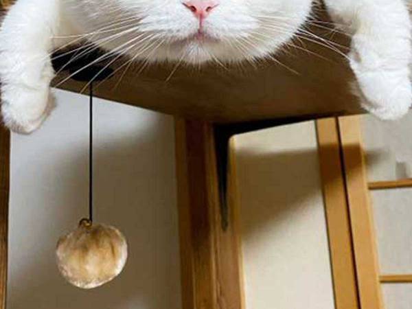 「息継ぎできないくらい笑った」　うつぶせになった猫に、２３万人が『いいね』