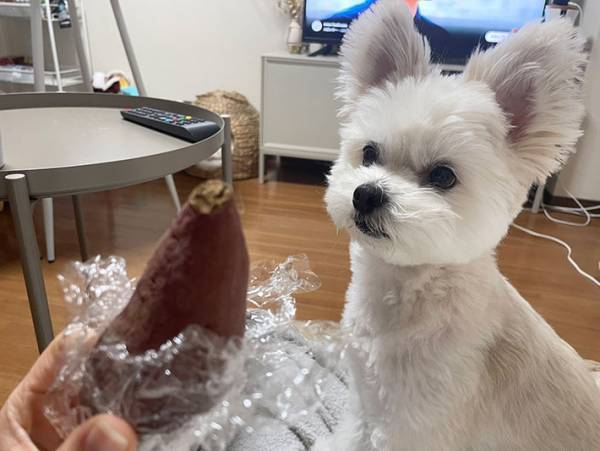 飼い主「バレずに食べたことが一度もない」　焼き芋を食べようとすると？