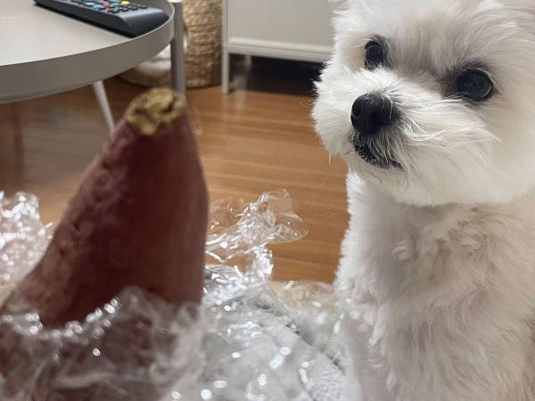 飼い主「バレずに食べたことが一度もない」　焼き芋を食べようとすると？