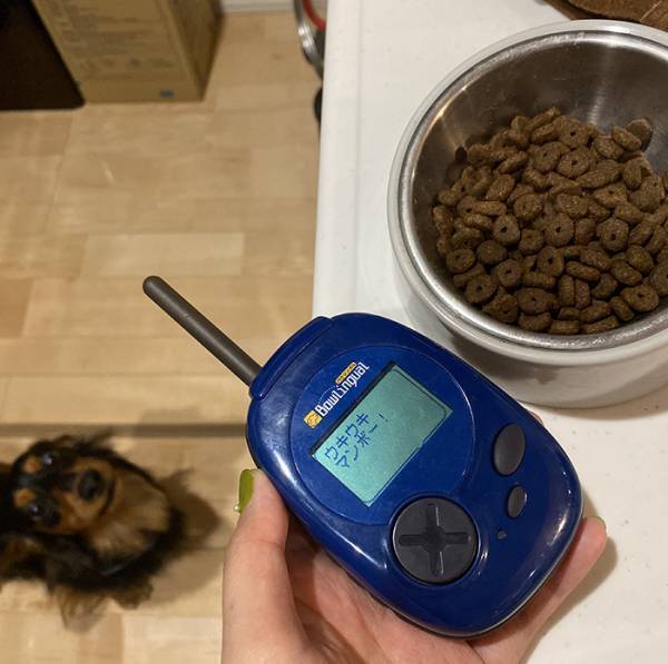 食事時になると吠える愛犬　『バウリンガル』の翻訳結果に「笑いを堪えきれん」