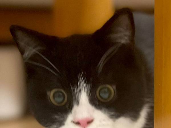 子猫の様子に「お水飲んで！」　理由が分かる１枚にニッコリ