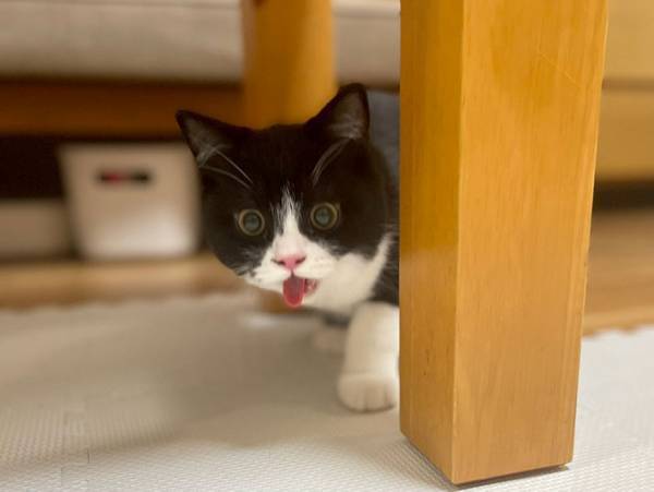 子猫の様子に「お水飲んで！」　理由が分かる１枚にニッコリ