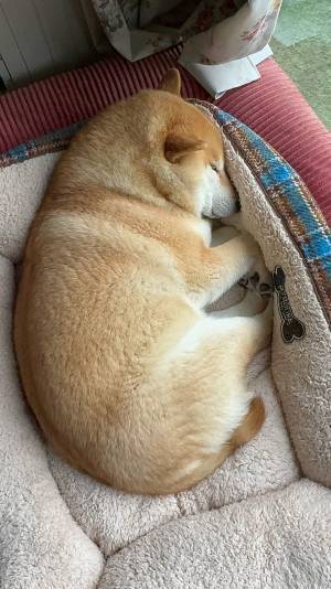 『あれ』に見える柴犬　飼い主の投稿に「言葉ではいい表せないほどよい」