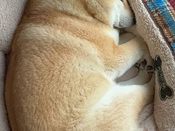 『あれ』に見える柴犬　飼い主の投稿に「言葉ではいい表せないほどよい」