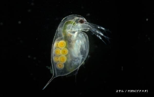 『あれ』に見える柴犬　飼い主の投稿に「言葉ではいい表せないほどよい」