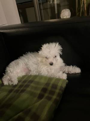 ひと眠りしただけで『別犬』に？　寝起き写真に「どうしてこうなるの…！」