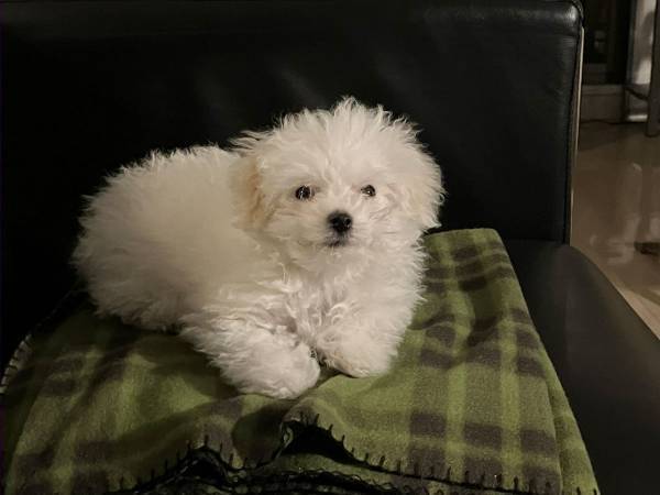 ひと眠りしただけで『別犬』に？　寝起き写真に「どうしてこうなるの…！」