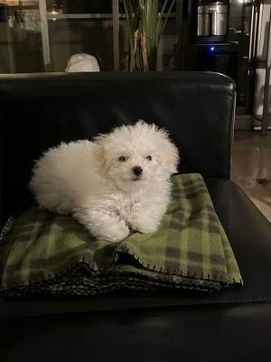 ひと眠りしただけで『別犬』に？　寝起き写真に「どうしてこうなるの…！」