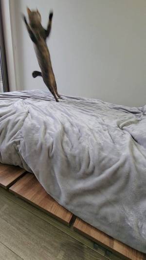 自宅のベッドの写真と思いきや？　写り込む姿に「情報が入ってこない…」