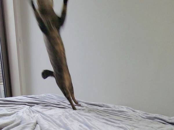 自宅のベッドの写真と思いきや？　写り込む姿に「情報が入ってこない…」