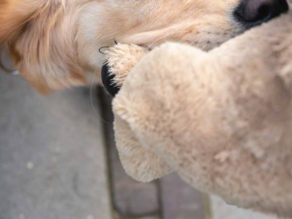 「人間より賢い」「笑った」　巨大なおもちゃをくわえた犬の『行動』にクスッ！