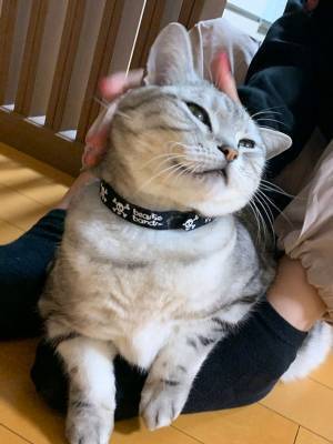 人で態度を変える猫？　２枚の写真に「まるで別猫」「露骨！」