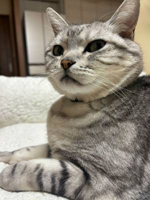 人で態度を変える猫？　２枚の写真に「まるで別猫」「露骨！」