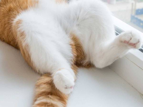 「昨夜、泥酔したな」「爆笑した」　猫が昼寝をしていた『場所』が…？