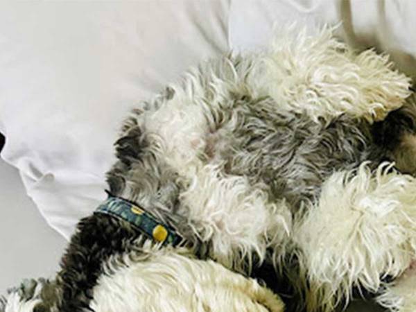 飼い主「人だったら離婚」　愛犬が父になった瞬間がこちら