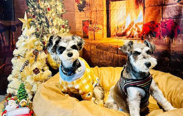 飼い主「人だったら離婚」　愛犬が父になった瞬間がこちら