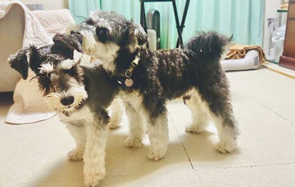 飼い主「人だったら離婚」　愛犬が父になった瞬間がこちら