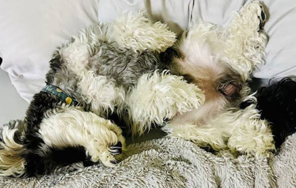 飼い主「人だったら離婚」　愛犬が父になった瞬間がこちら