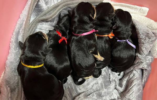 飼い主「人だったら離婚」　愛犬が父になった瞬間がこちら