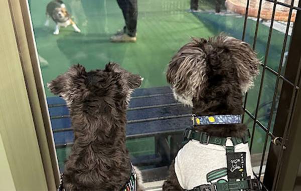 飼い主「人だったら離婚」　愛犬が父になった瞬間がこちら