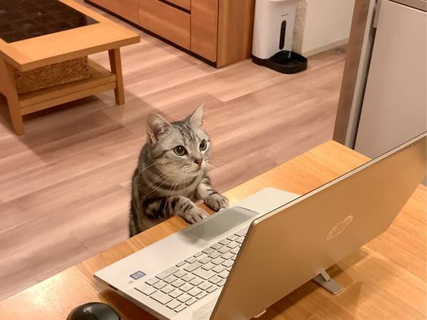 何を検索してるの…？　飼い主が激写した１枚に「インテリ猫！」