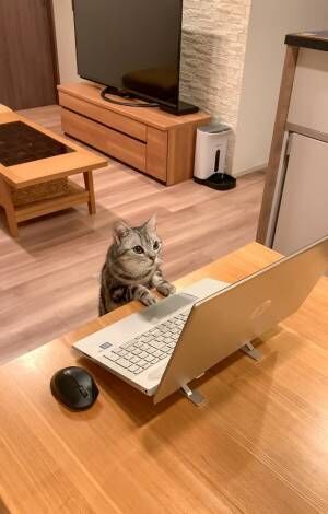 PCに向かう猫の写真