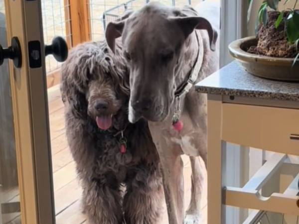 まさに『優しい巨人』　家に入れない大型犬　理由に「笑った」「困った顔してる」