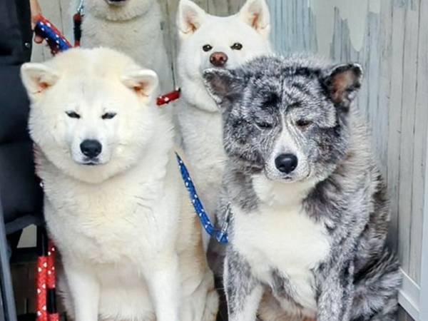 散歩に行きたい秋田犬　一番後ろを見ると？「最＆高」「吹いたわ！」