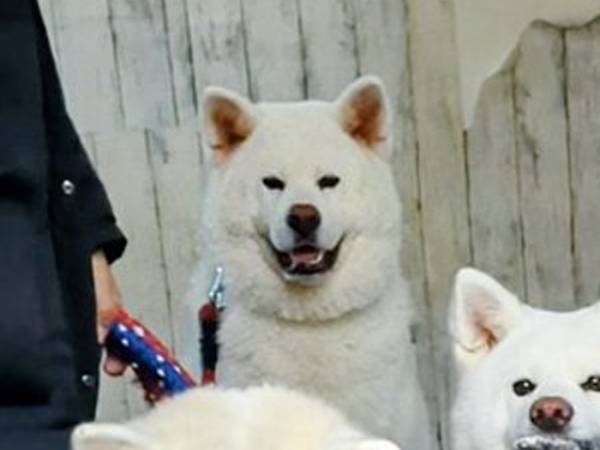 散歩に行きたい秋田犬　一番後ろを見ると？「最＆高」「吹いたわ！」