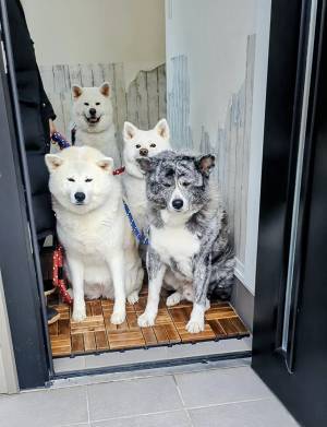 散歩に行きたい秋田犬　一番後ろを見ると？「最＆高」「吹いたわ！」