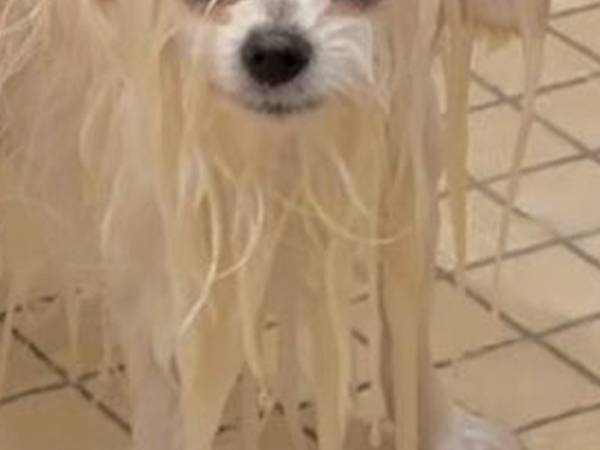 愛犬をシャンプーに連れて行った飼い主　変貌ぶりに「チュパカブラだ」