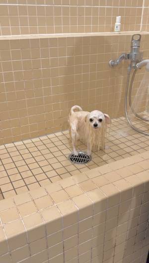 愛犬をシャンプーに連れて行った飼い主　変貌ぶりに「チュパカブラだ」