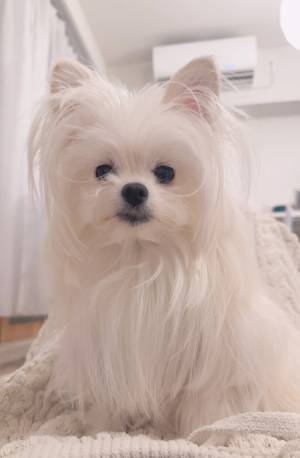 愛犬をシャンプーに連れて行った飼い主　変貌ぶりに「チュパカブラだ」