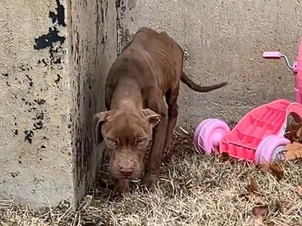 ガリガリに痩せた野良犬　助けに来た女性に見せた『行動』に「涙が止まらない」