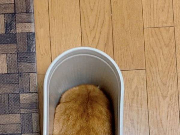 きれいに洗ったゴミ箱　目を離したスキに『モフモフの生物』が！