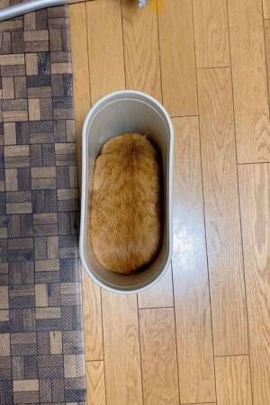 ゴミ箱に入る猫の写真