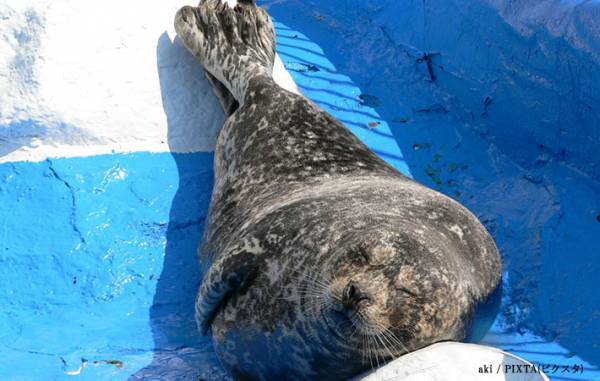 『海獣』みたいな猫　飼い主が写真におさめた姿がこちらです