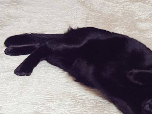 『海獣』みたいな猫　飼い主が写真におさめた姿がこちらです