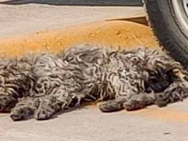 路上で命の炎が消えかけていた野良犬　１年後の姿に驚く　「とてもかわいい」