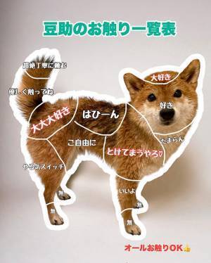 「２匹とも、どこ触ってもOK」　柴犬の『お触り一覧表』にキュン！