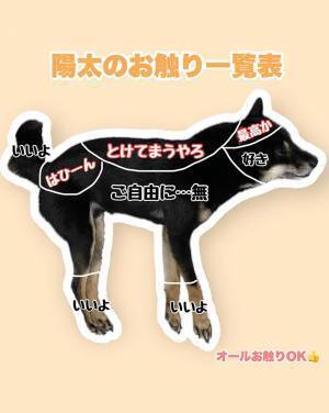 「２匹とも、どこ触ってもOK」　柴犬の『お触り一覧表』にキュン！