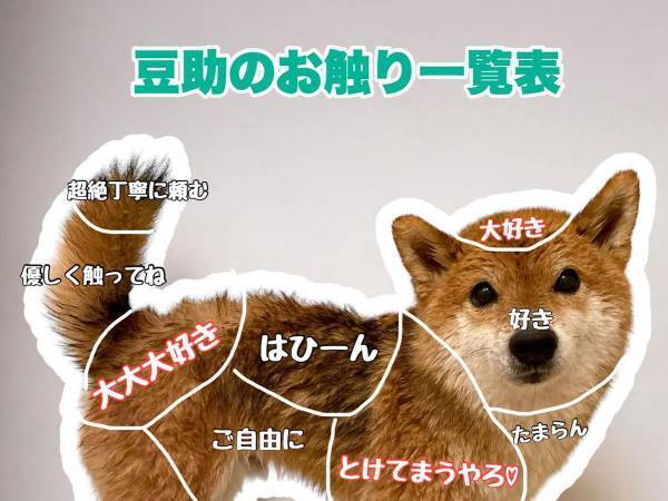「２匹とも、どこ触ってもOK」　柴犬の『お触り一覧表』にキュン！