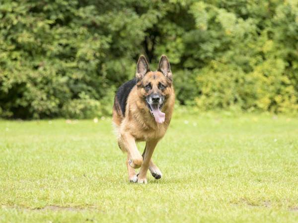 ゴミ袋が爆発？　ゴミ出しを手伝うシェパードに起きた悲劇に「面白すぎる！」