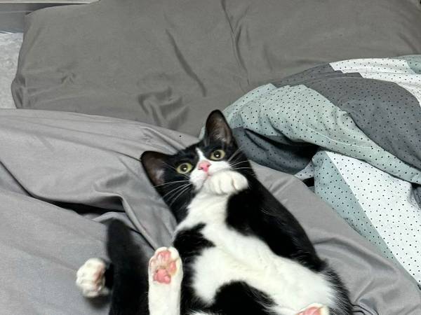 ベッドに寝そべる猫　実は『あること』をしている途中で…？