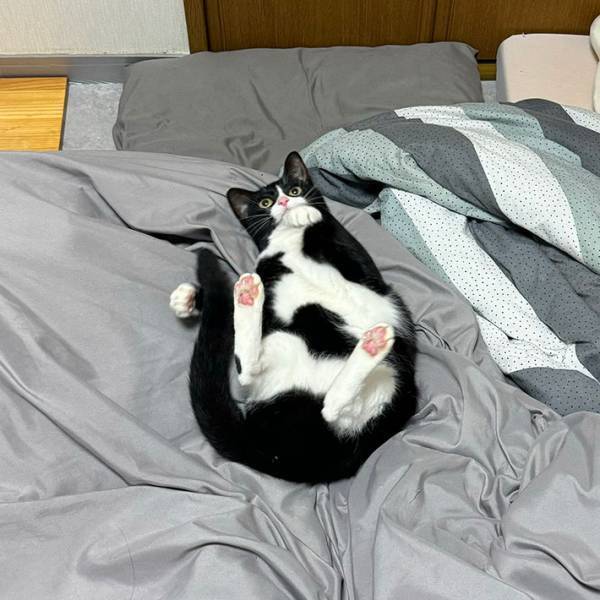 ベッドに寝そべる猫　実は『あること』をしている途中で…？