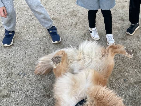 小学生「犬触っていいですか？」　とった行動に「最高で泣いた」「そっちかい！」