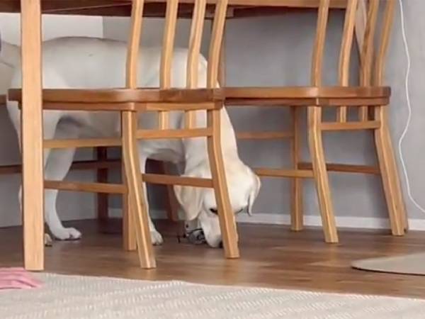 メガネを犬に奪われた飼い主　交渉の結果は…？