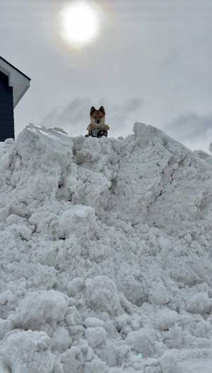 除雪した雪で家が封鎖状態に…　絶望して顔をあげると？　「神々しい」「すべてを悟っておられる」
