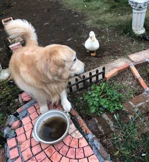 飲み水が泥だらけに…　犬がジッと見つめていたのは？　「犯人だ！」