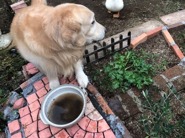 飲み水が泥だらけに…　犬がジッと見つめていたのは？　「犯人だ！」